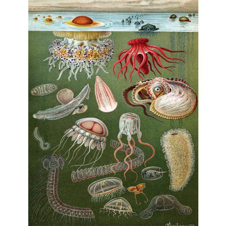 New York Puzzle Company - Under The Sea - Image 2