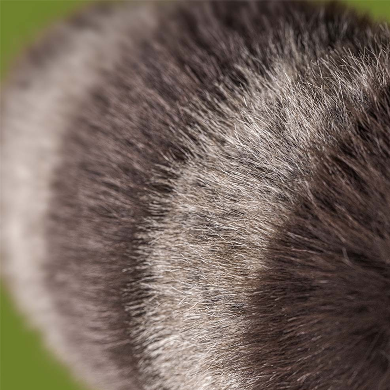 Jellycat Trixiwoo Raccoon - Image 5